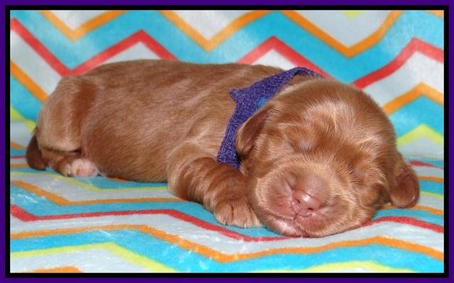 Tessa BEckham pups 1 wk old 141