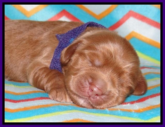 Tessa BEckham pups 1 wk old 151