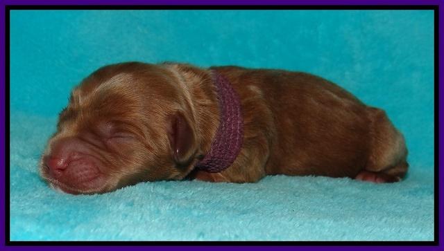 Tessa Beckham newborn pups 71