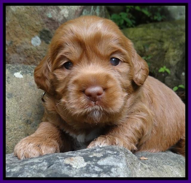 Tessa Beckham pups 3 wks old 101