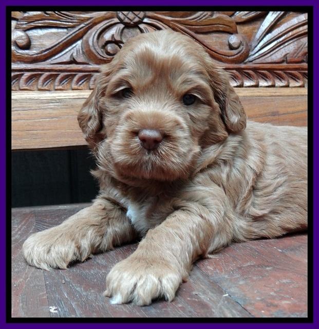 Tessa Beckham pups 4 wks old 101