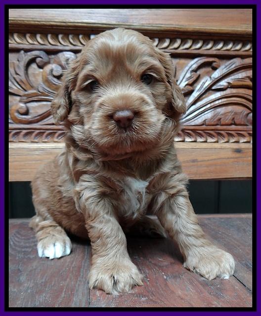 Tessa Beckham pups 4 wks old 111