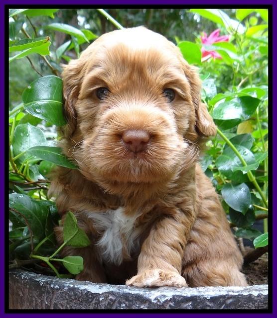 Tessa Beckham pups 4 wks old 121