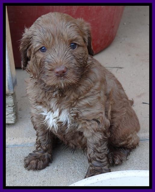 Tessa Beckham pups 5 wks old 211