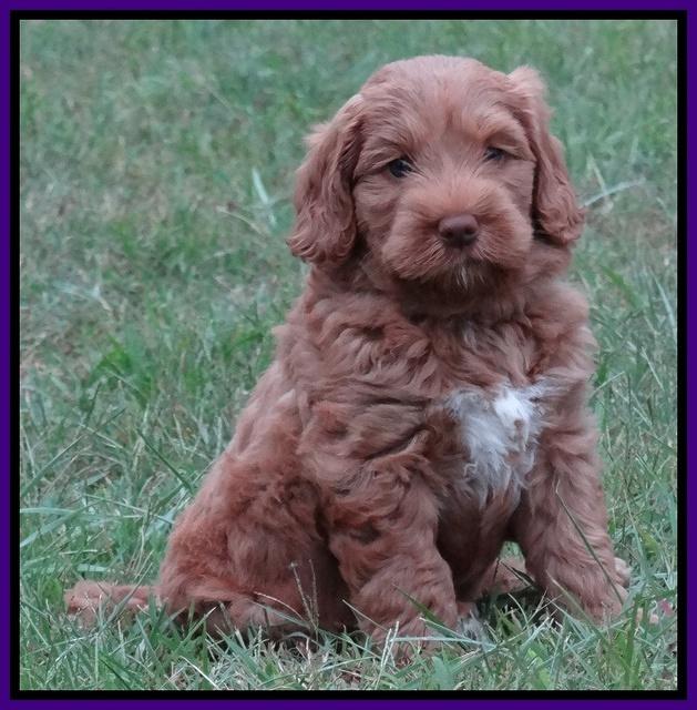 Tessa Beckham pups 7 wks old 1450