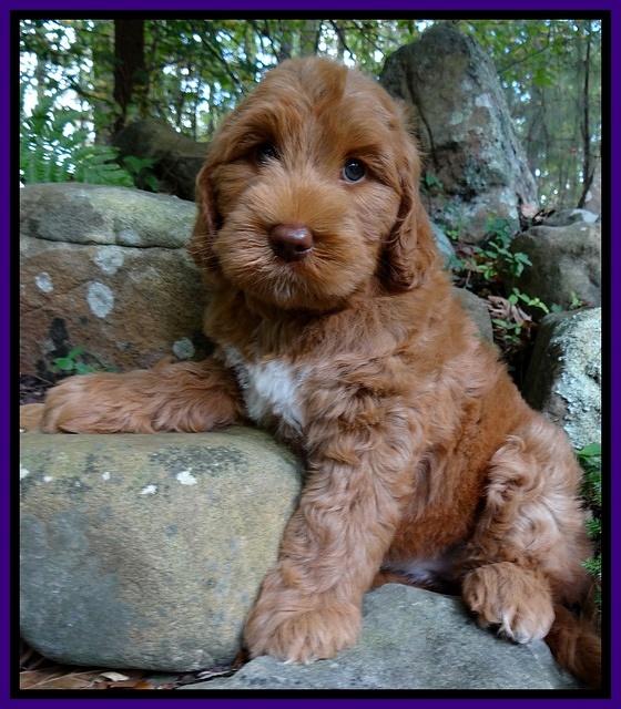Tessa Beckham pups 8 wks old 211