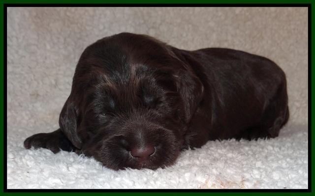 Tessa BEckham pups 2 wk old 151
