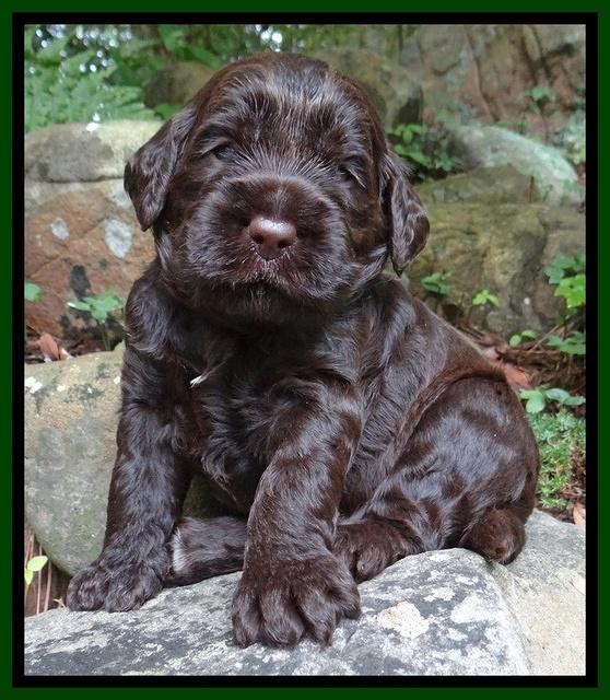 Tessa Beckham pups 3 wks old 161