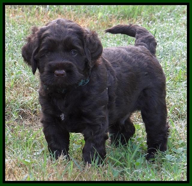 Tessa Beckham pups 5 wks old 241