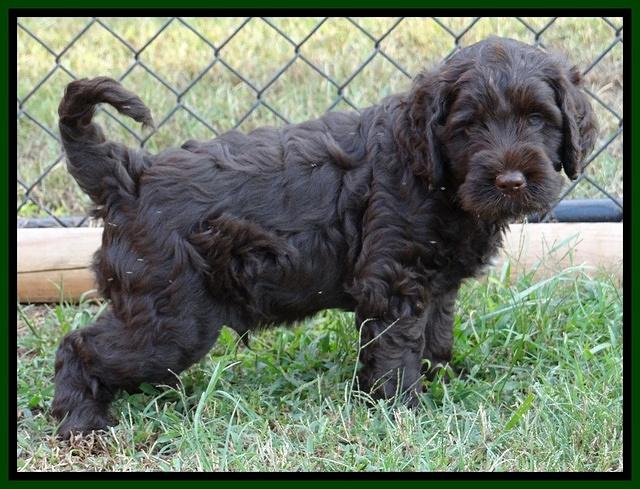 Tessa Beckham pups 7 wks old 2050