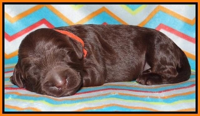 Tessa BEckham pups 1 wk old 181
