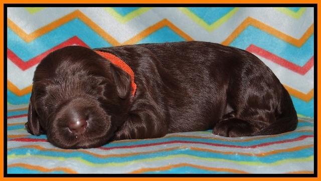 Tessa BEckham pups 1 wk old 191