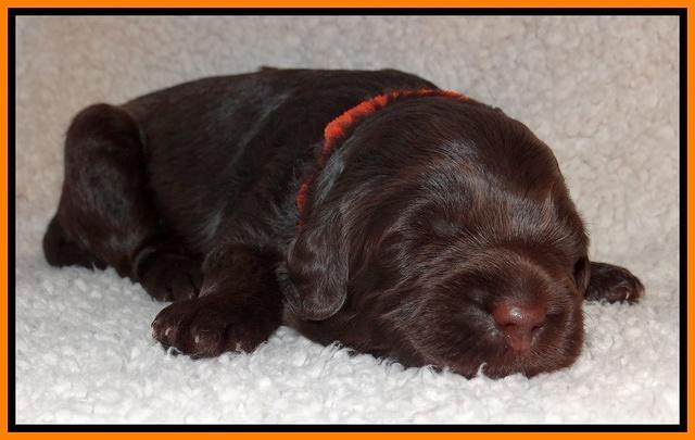 Tessa BEckham pups 2 wk old 161