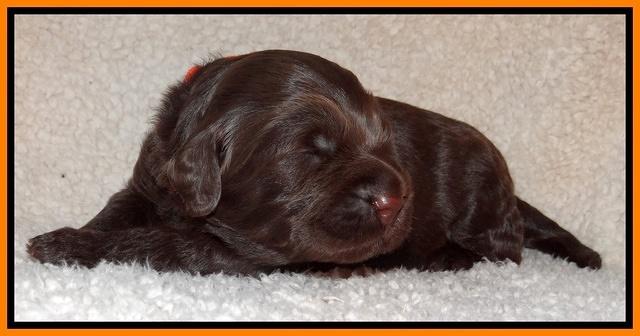 Tessa BEckham pups 2 wk old 171