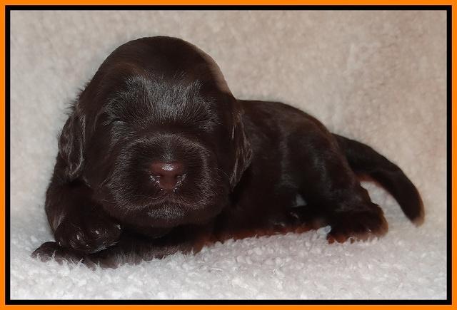 Tessa BEckham pups 2 wk old 181