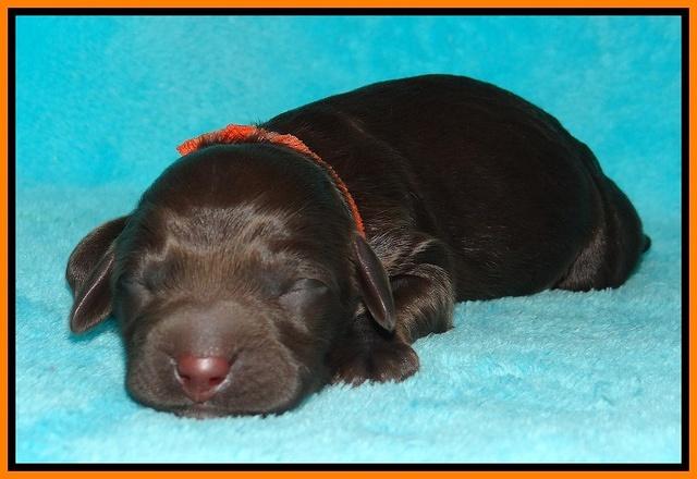 Tessa Beckham newborn pups 111
