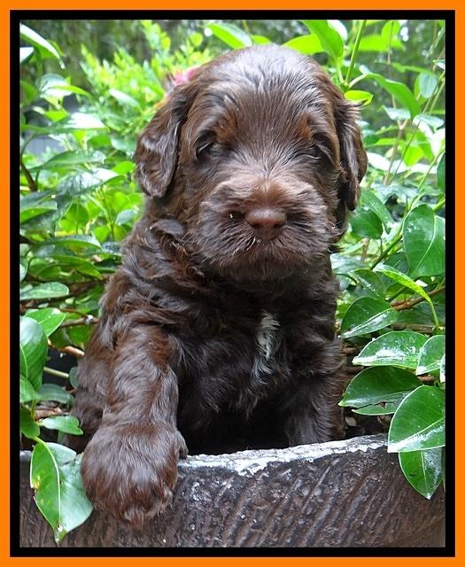 Tessa Beckham pups 4 wks old 201