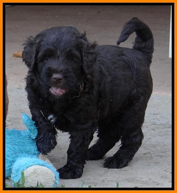 Tessa Beckham pups 5 wks old 271