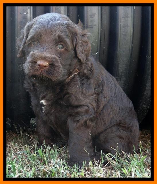 Tessa Beckham pups 5 wks old 281