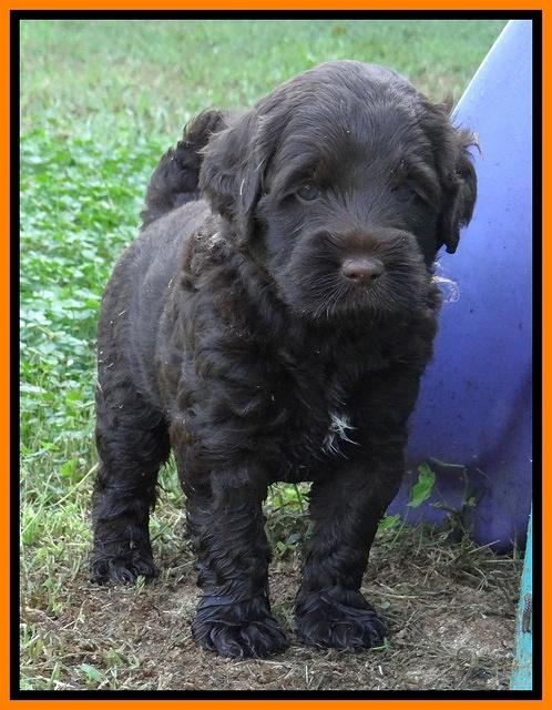 Tessa Beckham pups 5 wks old 291