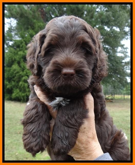 Tessa Beckham pups 6 wks old 151