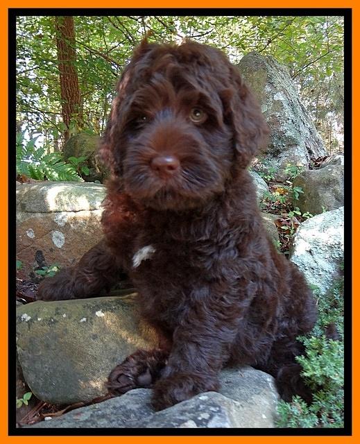 Tessa Beckham pups 8 wks old 61