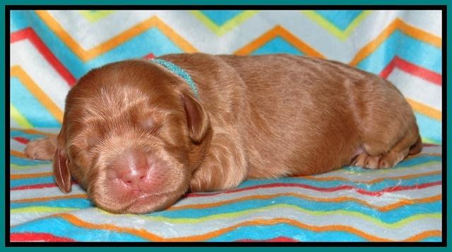 Tessa BEckham pups 1 wk old 221