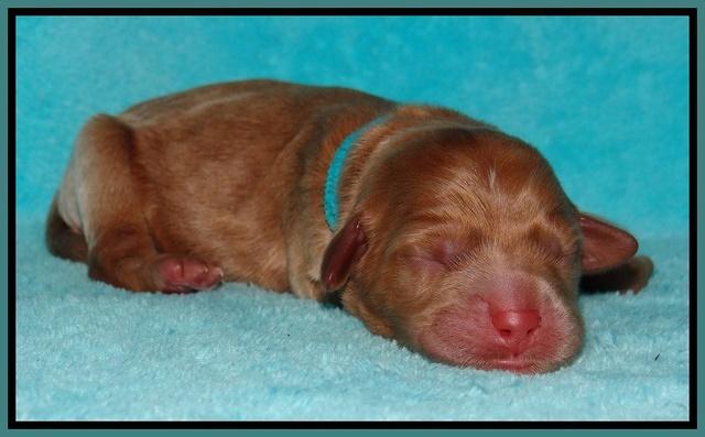 Tessa Beckham newborn pups 131