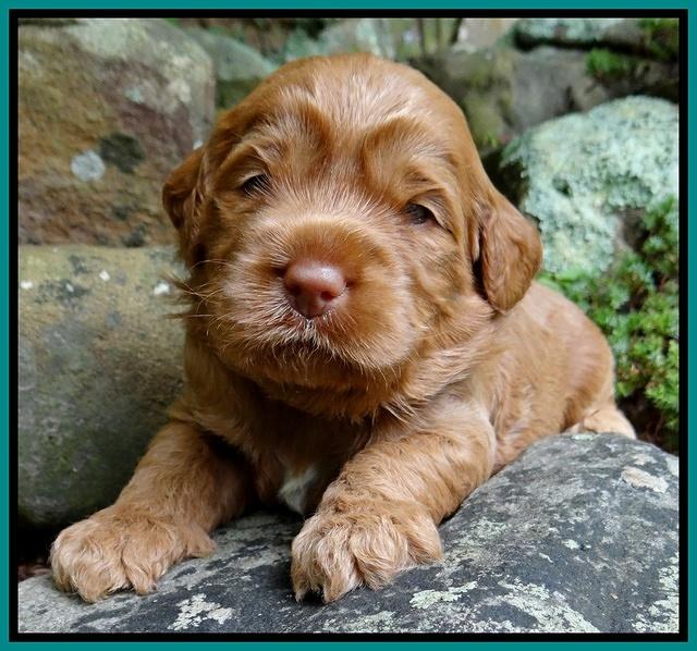 Tessa Beckham pups 3 wks old 211