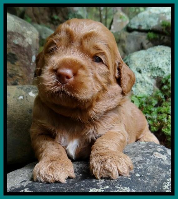 Tessa Beckham pups 3 wks old 221