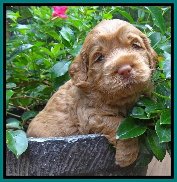 Tessa Beckham pups 4 wks old 241