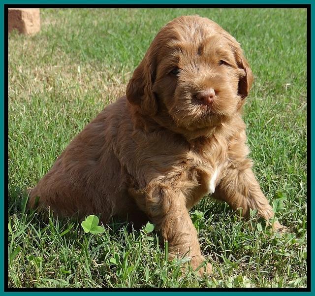 Tessa Beckham pups 5 wks old 301