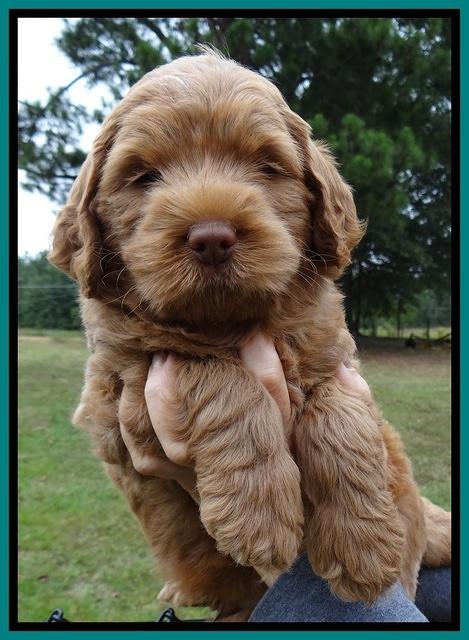 Tessa Beckham pups 6 wks old 171