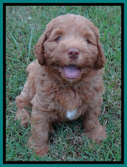 Tessa Beckham pups 7 wks old 2950