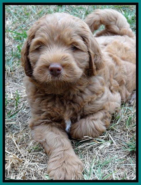 Tessa Beckham pups 7 wks old 3150