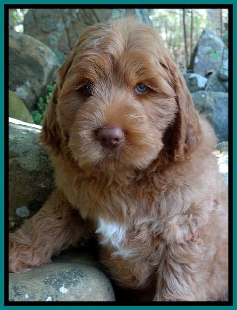 Tessa Beckham pups 8 wks old 42