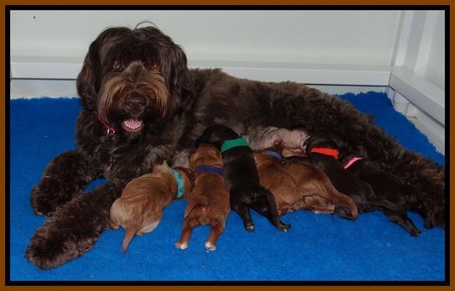 Tessa BEckham pups 1 wk old 11