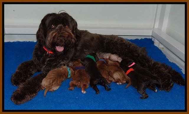 Tessa BEckham pups 1 wk old 21