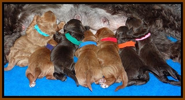 Tessa BEckham pups 1 wk old 31
