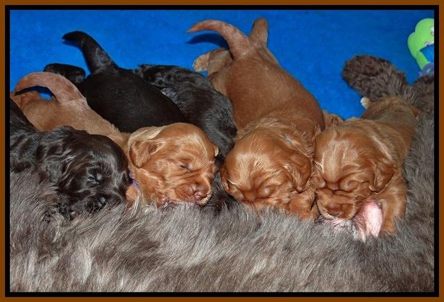 Tessa Beckham pups 3 wks old 2100