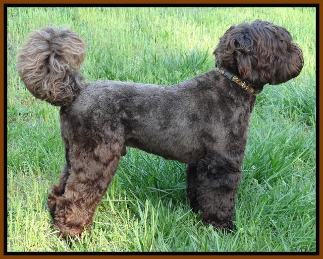 Champion 3 years old summer cut