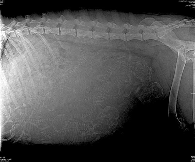 Tela preg xray day 58 preg 1