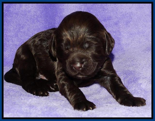 Tela Champ pups 1 wk old 41