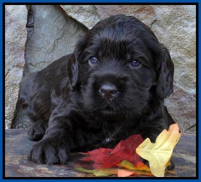 Tela Champ pups 3 wks old 11