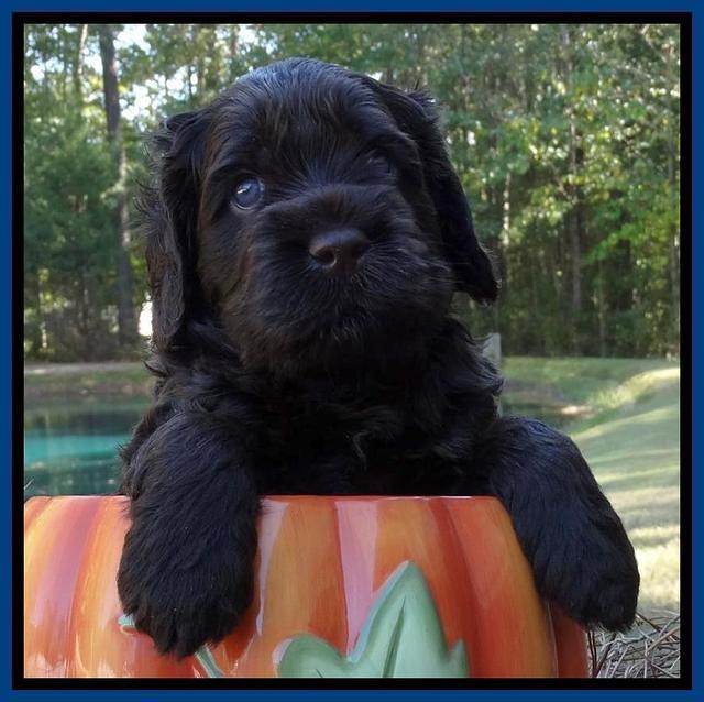 Tela Champ pups 4 wks old 81