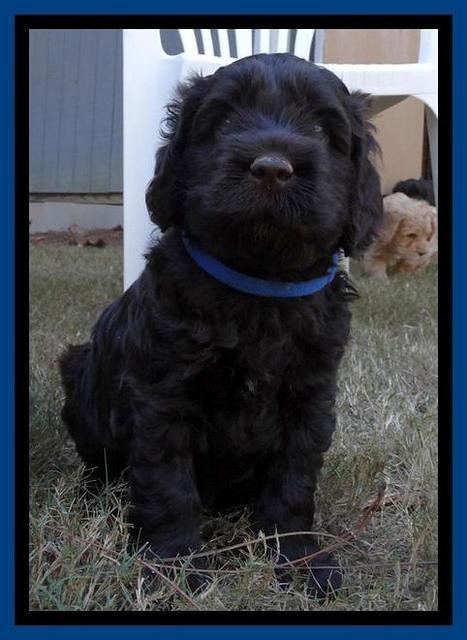 Tela Champ pups 5 wks old 31