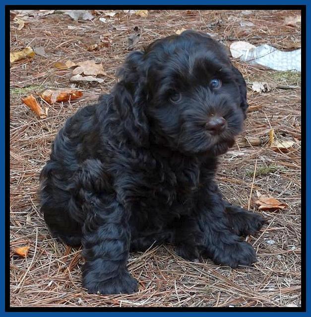 Tela Champ pups 7 wks old 41