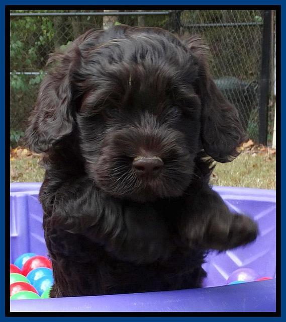 Tela and Champ pups 6 wks old 21