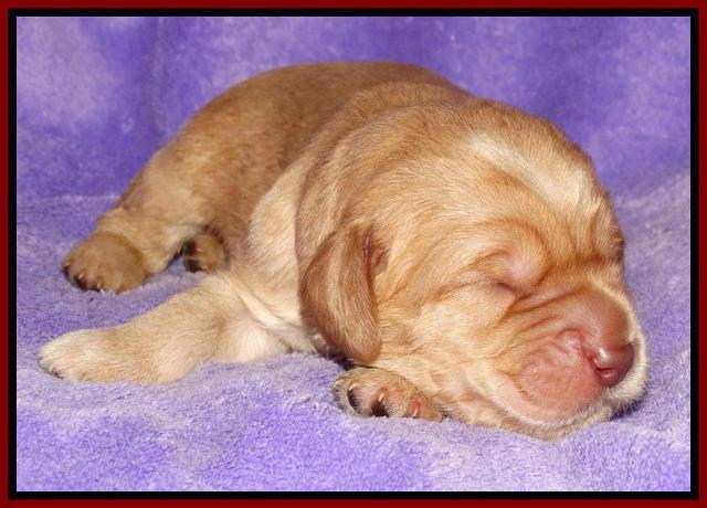 Tela Champ pups 1 wk old 231