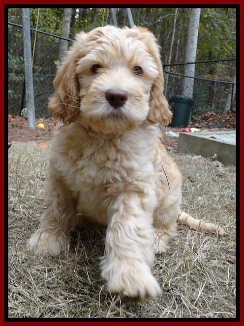 Tela Champ pups 7 wks old 51